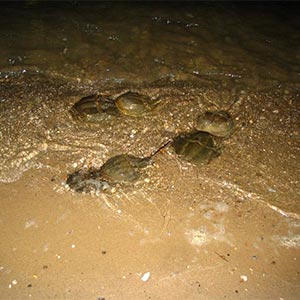 horseshoe crabs in the water