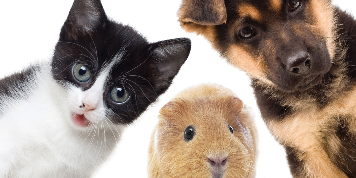 Faces of a kitten, guinea pig and puppy.