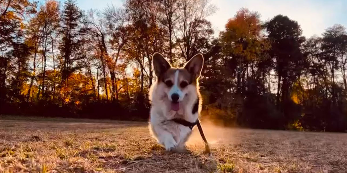 A corgi running through a field during an early morning.