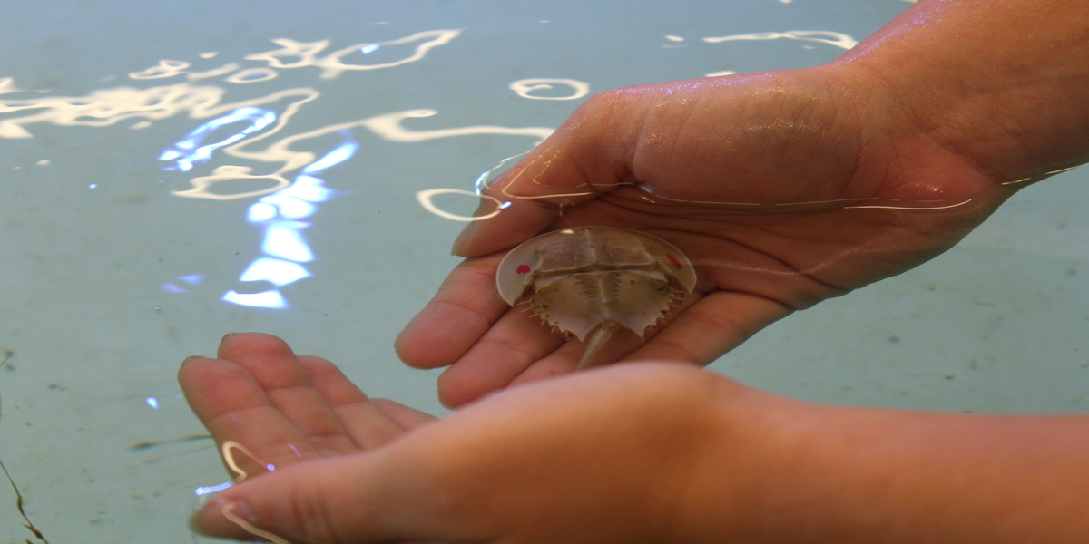 Two hands holding a horseshoe crab in water